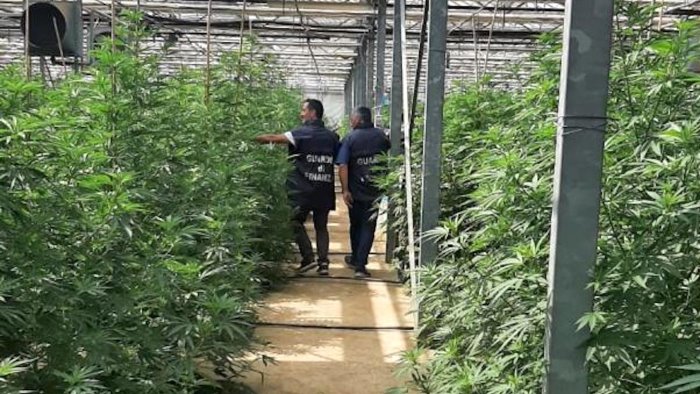 clamorosa scoperta della gdf una tonnellata di marijuana coltivata in serra
