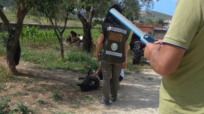 prevenzione randagismo e tutela del benessere animali controlli nel salernitano