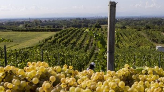 allarme peronospora nel sannio serve lo stato di calamita