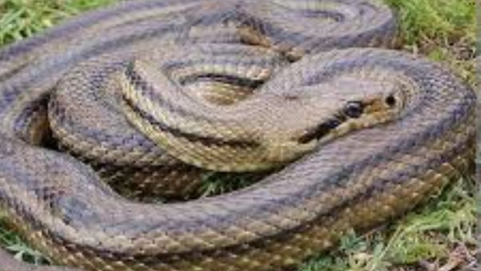 grosso serpente nel cortile di casa panico a sant angelo dei lombardi