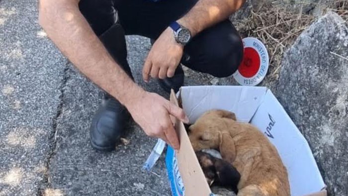 cuccioli abbandonati sulla statale salvati in extremis dai carabinieri