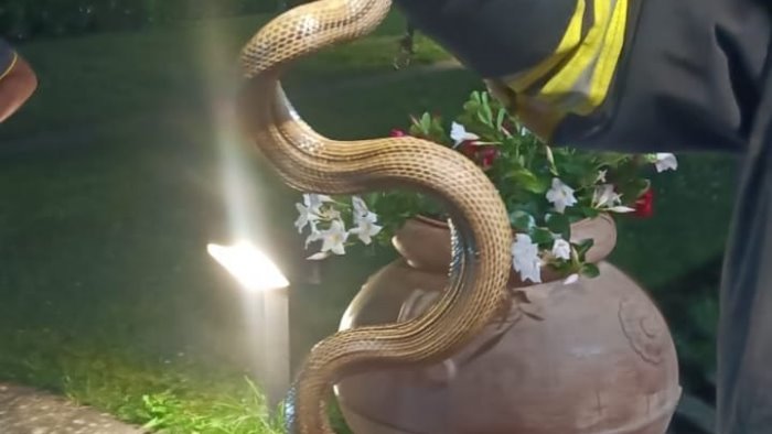 vigili del fuoco recuperano esemplare di serpente cervone e cucciolo di volpe