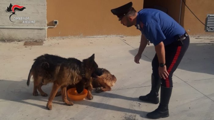 mugnano del cardinale cani abbandonati e maltrattati salvati dai carabinieri