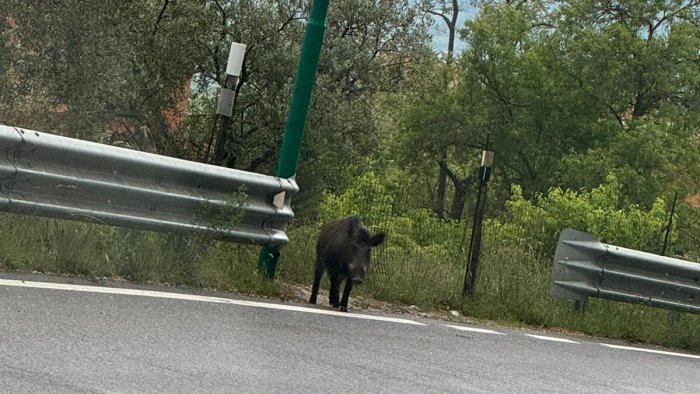 emergenza cinghiali domani mobilitazione coldiretti campania