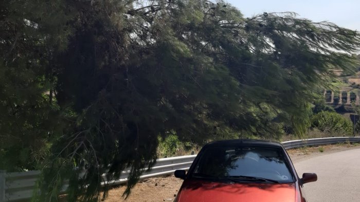 ariano rami di un albero sporgenti e pericolo per gli automobilisti