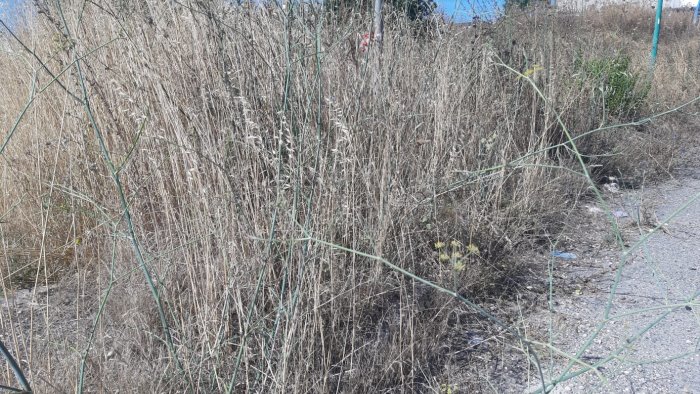 ariano incrocio sepolto da erbacce tragedia sfiorata a camporeale