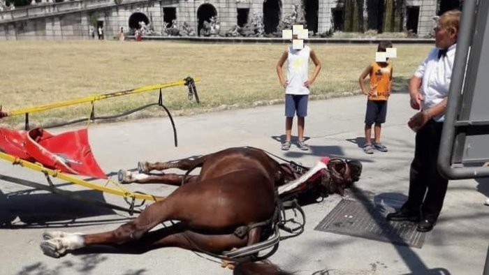 reggia cavallo da calesse stroncato da malore sotto il sole