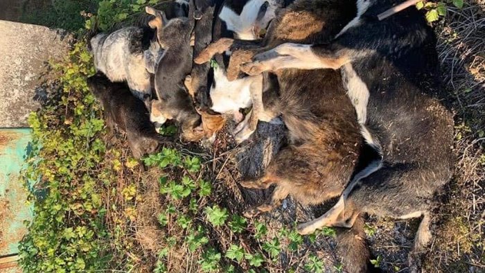 strage di cani a sassano oipa chi sa parli