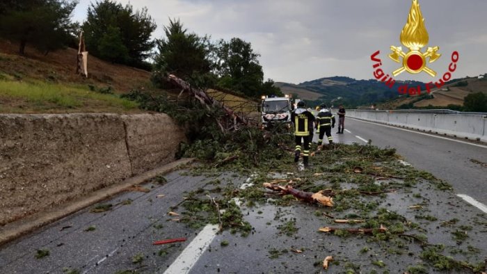 albero di grosso fusto cade improvvisamente in autostrada