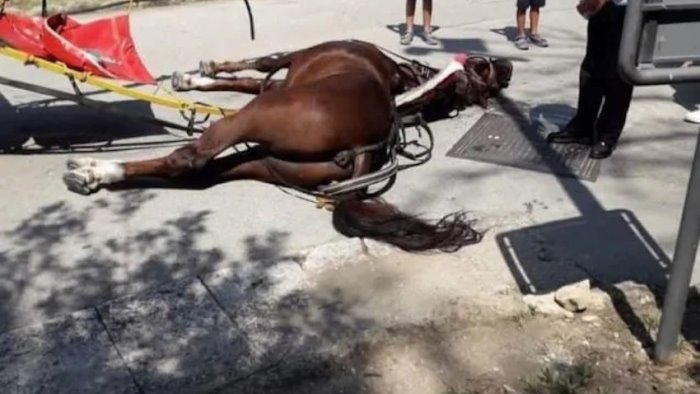 cavallo morto alla reggia procura apre un inchiesta