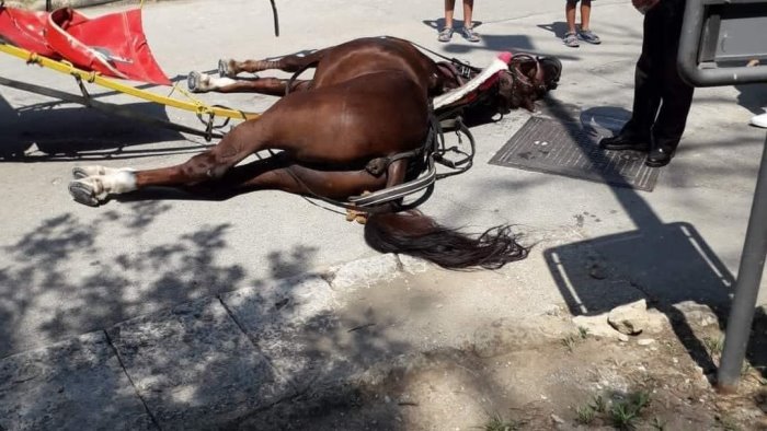 reggia cavallo morto no e vissuto due volte come bond