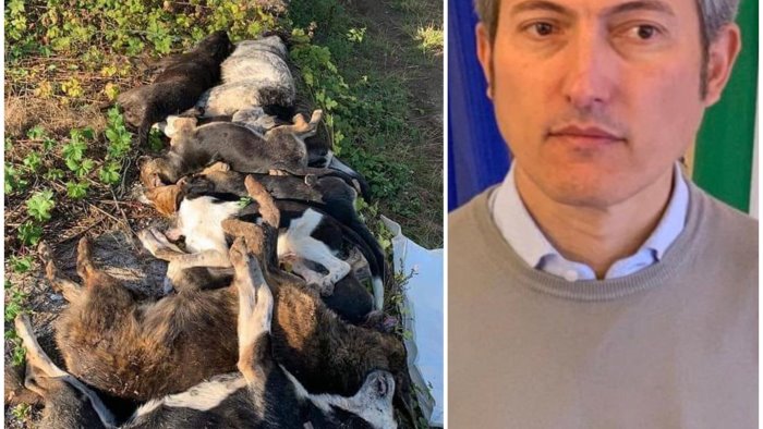 strage di cani a sassano il sindaco presenta denuncia