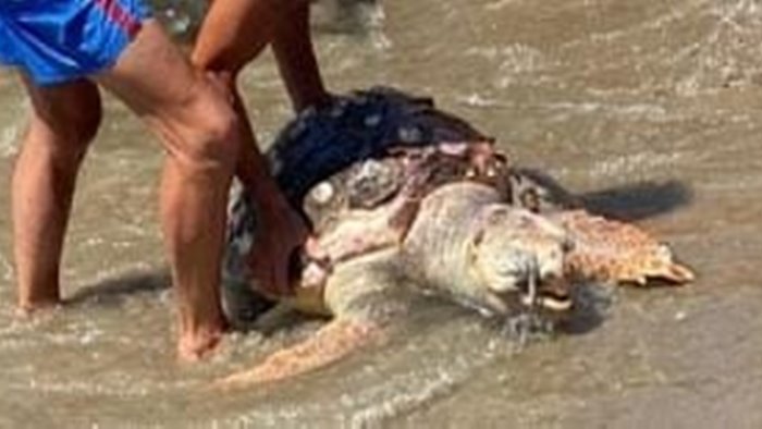 lago patria tartaruga agonizzante trovata dai bagnanti