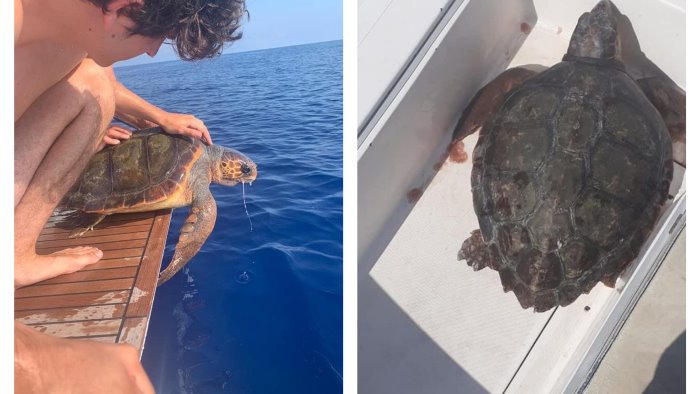 due velisti potano in salvo una tartaruga caretta caretta