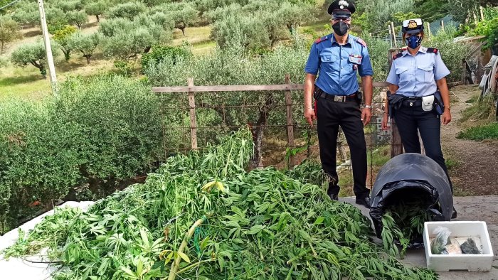 scoperte due serre illegali ad albanella sequestrati 34 chili di marijuana