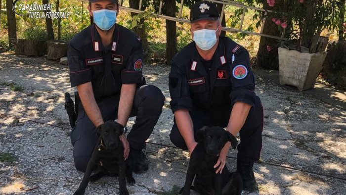 abbandona due cuccioli accanto ai cassonetti incastrato dalle telecamere