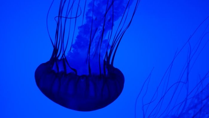 bagnino impedisce uccisione di una medusa picchiato in spiaggia a castellabate