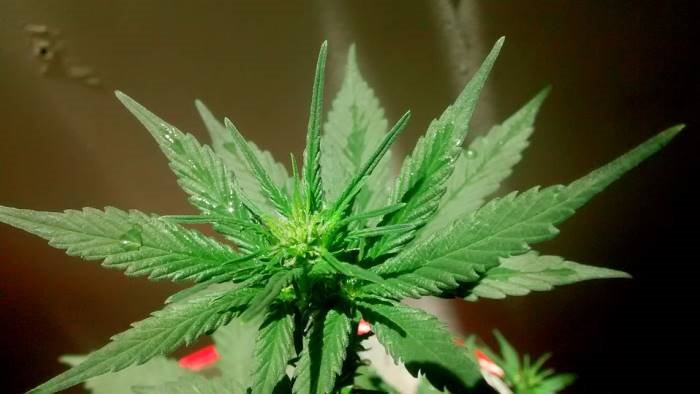 anziano beccato a coltivare marijuana aveva 16 piante di 4 metri