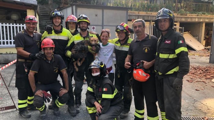 ritrovato vivo fra le macerie il cane ettore dopo il crollo