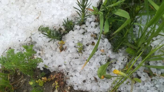 grandine su vigneti e oliveti conta dei danni in campania