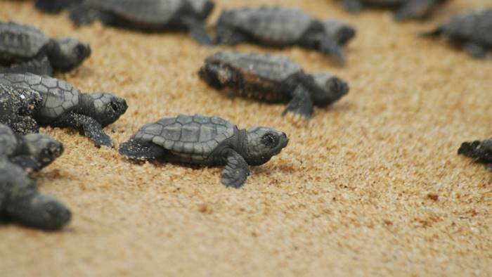 campania da record mai cosi tanti nidi di tartarughe di mare