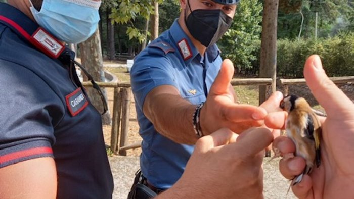 auletta sorpreso un bracconiere sequestrati mezzi di caccia illegali