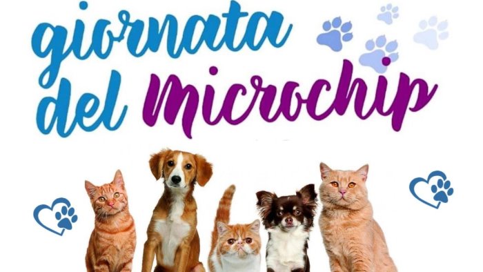 microchip gratuiti oggi in irpinia ecco dove e possibile