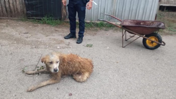 vigili del fuoco e polizia locale salvano cane randagio sul fondo di un dirupo