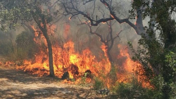 attivita dei forestali contro gli incendi boschivi riunione in provincia