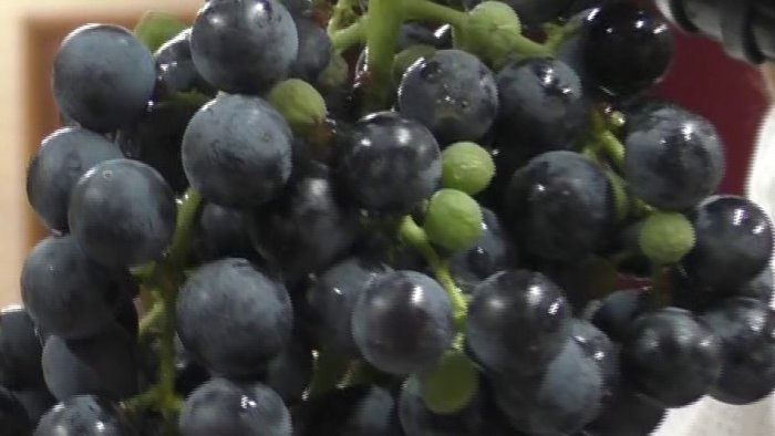 eccedenza di uve rosse e diminuzione domanda di vino ecco qual e la situazione