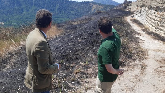 incendio all oasi degli astroni borrelli una devastazione totale