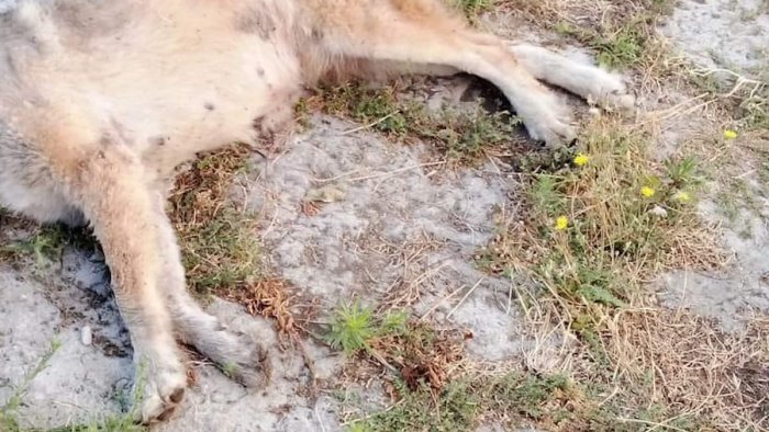 orrore a castel san giorgio trovati morti 14 cani