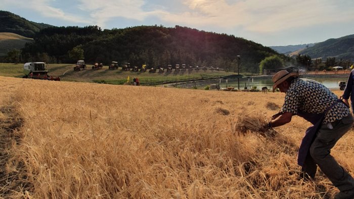 a baselice si rivive l antica mietitura e trebbiatura del grano