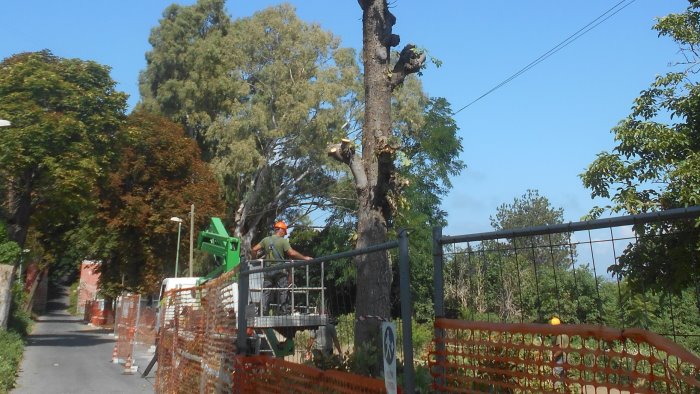 a castellammare di stabia la mattanza degli ippocastani la denuncia del wwf