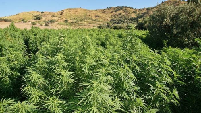 blitz sui monti lattari a gragnano scoperte altre piante di cannabis