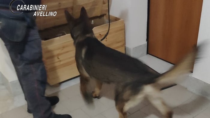 luogosano beccati dal cane luna con dosi di cocaina marito e moglie arrestati