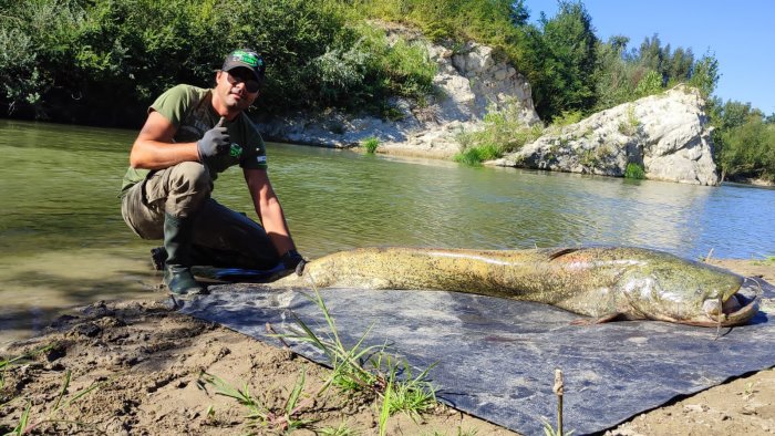 pesce siluro da record pescato nel fiume calore a benevento misura 2 metri e 06