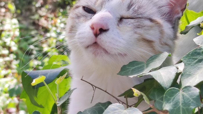 agente salva gattina a salerno servizio pubblico e anche questo no solo multe