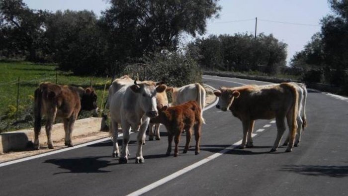 bovini vaganti al quartiere nuova irno il sindaco di baronissi interverremo