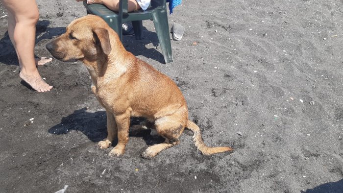 napoli cucciolo abbandonato sulla spiaggia lo adottano i bagnanti