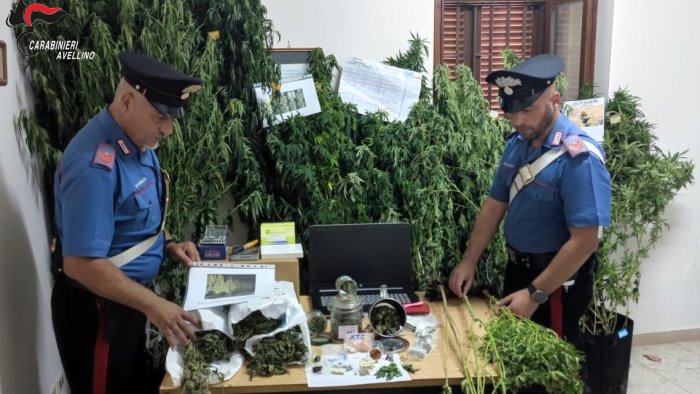 ospedaletto d alpinolo blitz dei carabinieri scoperta piantagione di marijuana