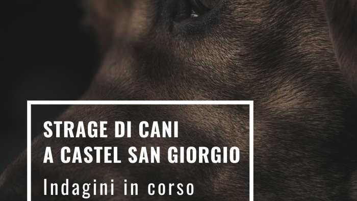 strage di cani a castel san giorgio indagini in corso la rabbia del sindaco