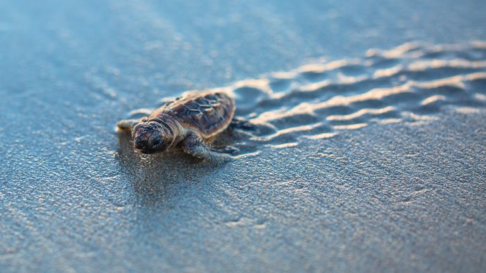 tartaruga marina caretta caretta depone 50 uova su una spiaggia del napoletano