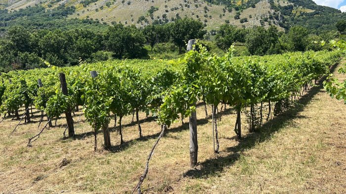 bonea falanghina al borgo tre giorni di vino e cultura ai piedi del taburno