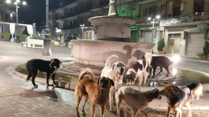 cani padronali a grottaminarda prosegue la sterilizzazione gratuita