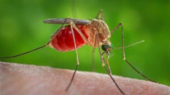 non solo nel salernitano il virus west nile riscontrato anche nel sannio