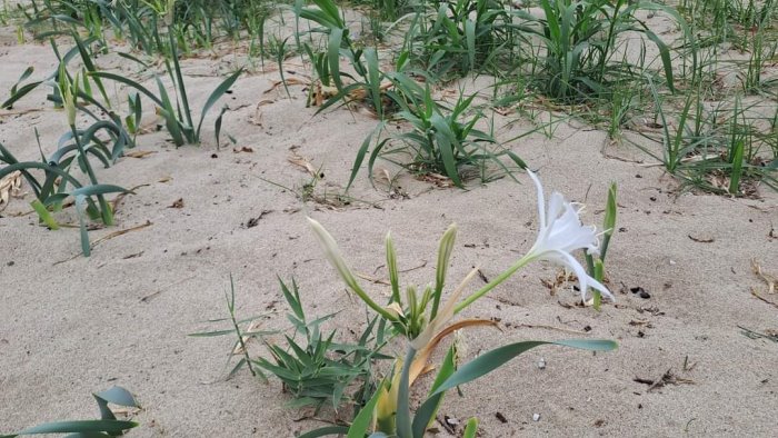 il giglio di mare e a rischio estinzione non raccoglietelo sulle spiagge