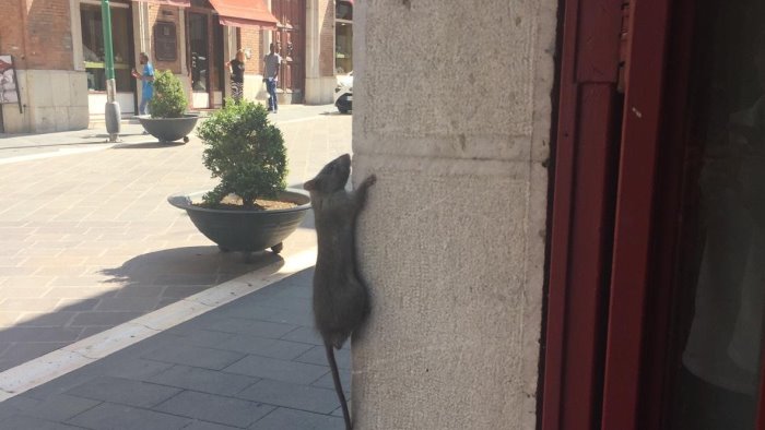 ratti tra i negozi a corso garibaldi ormai ne vediamo ogni giorno