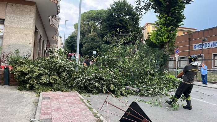 albero collassa in via tagliamento dramma sfiorato nessun ferito