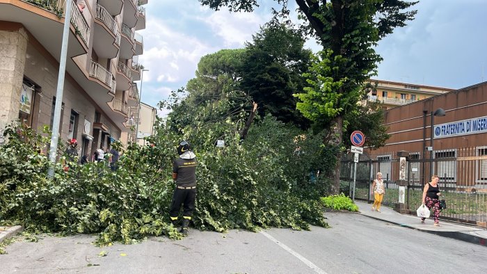 via tagliamento tiglio crollato legambiente ora non tagliate tutti gli alberi